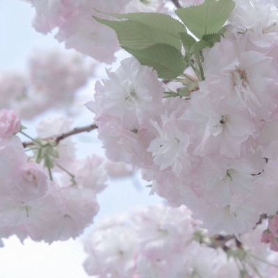 嘉禾福瑞交流群